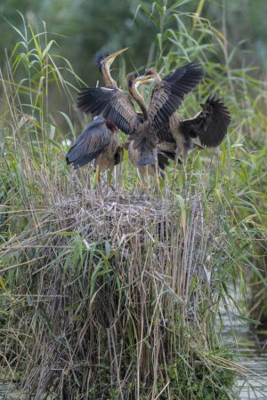 Purple heron (Ardea purpurea), family on the nest in the reed, quarreling young birds, Rhineland meadows, Baden-Wrttemberg, Germany, Europe 