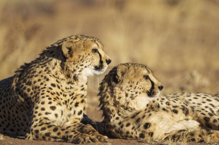 Cheetahs (Acinonyx jubatus), two brothers, resting, captive, Namibia, Africa