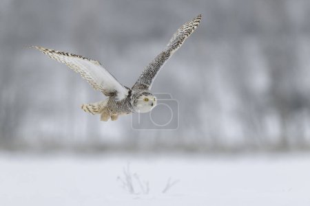 Snowy owl (Bubo scandiacus), flying in a snowy landscape, captive, Sumava National Park, umava Forest, Czech Republic, Europe 