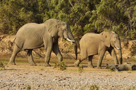 Éléphants du désert namibien (Loxodonta africana), taureaux et vaches, rivière Hoarusib, désert du Namib, Kaokoland, Kaokoveld, province de Kunene, Namibie, Afrique