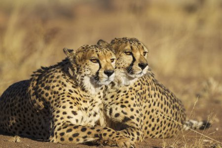 Cheetahs (Acinonyx jubatus), two brothers, resting, captive, Namibia, Africa