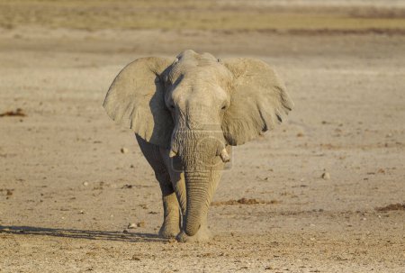 Eléphant d'Afrique (Loxodonta africana), taureau en route vers un trou d'eau, parc national d'Etosha, Namibie, Afrique