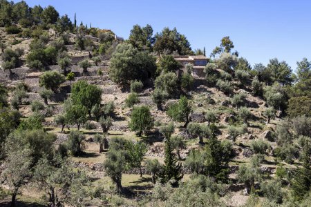 Olivenhain, Olivenbäume (Olea europaea) in der Nähe von Deia, Sierra de Tramuntana, Mallorca, Balearen, Spanien, Europa