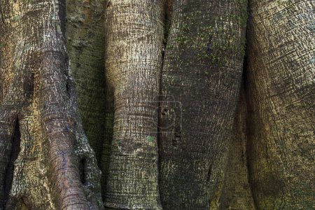 Closely related tree trunks of tropical jungle trees, detail, Rincon de la Vieja National Park, Parque Nacional Rincon de la Vieja, Guanacaste Province, Costa Rica, Central America