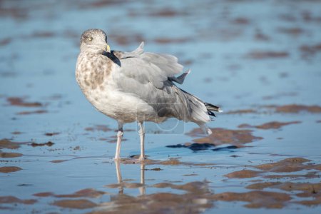 American Herring Gull (Larus smithsonianus) se encuentra en mudflat, Costa Atlántica, Cape Cod, Massachusetts, Estados Unidos, América del Norte