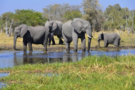 African elephants (Loxodonta africana) at Khwai river, Moremi Game Reserve, Botswana, Africa