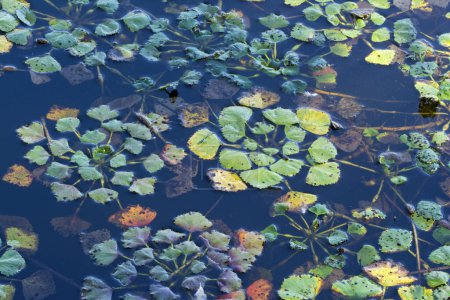 Water caltrop (Trapa natans), floating plant, Burgenland, Austria, Europe