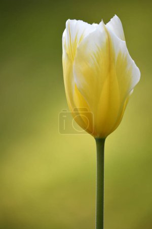 Tulipán (Tulipa), flor amarilla, Alemania, Europa