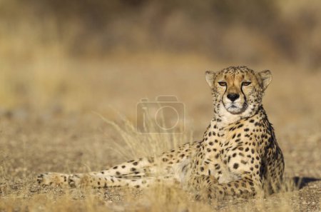 Cheetah (Acinonyx jubatus), hombre en reposo, cautivo, Namibia, África