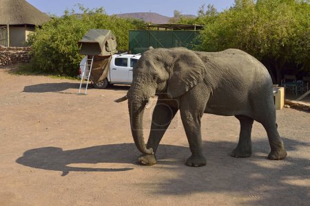 Éléphant du désert namibien (Loxodonta africana), taureau marchant dans un terrain de camping, rivière Uniab, Damaraland, Namibie, Afrique