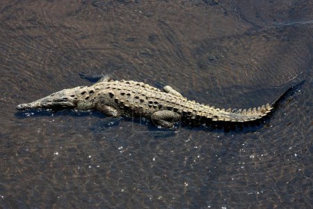 American crocodile (Crocodylus acutus) rests in water, Rio Tarcoles, Carara National Park, Puntarenas Province, Costa Rica, Central America