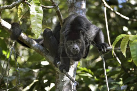 Mono Aullador Negro (Alouatta pigra) en árbol, cautivo, distrito de Belice, Belice, América Central