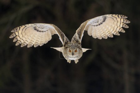 Siberian Eagle Owl (Bubo bubo sibiricus), adult female in flight, captive, Bohemia, Czech Republic, Europe
