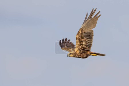 Flying Western marsh-harrier (Circus aeruginosus), female, Texel, North Holland, Netherlands