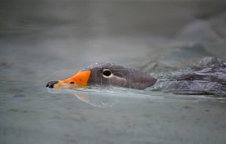 Fuegian steamer duck (Tachyeres pteneres), swimming in water, threatening, captive, Germany, Europe