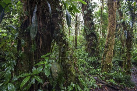 Végétation dense dans la forêt nuageuse, Reserva Bosque Nuboso Santa Elena, Province de Guanacaste, Costa Rica, Amérique centrale
