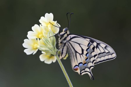 Cola de golondrina (Papilio machaon), sobre deslizamiento de vaca (Primula officinalis), Tirol, Austria, Europa