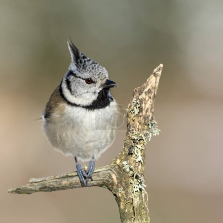 Crested tit (Parus cristatus), sits on a branch with lichens, Tyrol, Austria, Europe