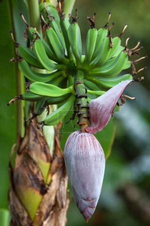 Fleur de bananier (Musa), plante vivace avec fleur, Costa Rica, Amérique centrale