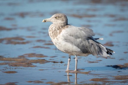 American Herring Gull (Larus smithsonianus) stands in mudflat, Atlantic Coast, Cape Cod, Massachusetts, USA, North America