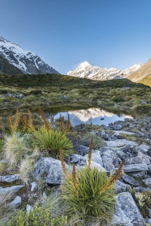 Hooker Valley, Mount Cook spiegelt sich in einem kleinen Teich, Mount Cook Nationalpark, Südalpen, Canterbury, Südinsel, Neuseeland, Ozeanien
