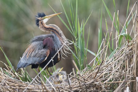 Purple heron (Ardea purpurea) at the nest with young animals, Baden-Wrttemberg, Germany, Europe 