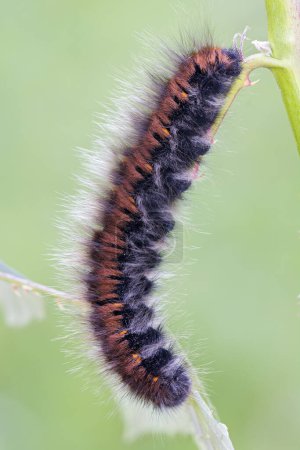 Caterpillar of fox moth (Macrothylacia rubi) on blade, Burgenland, Austria, Europe