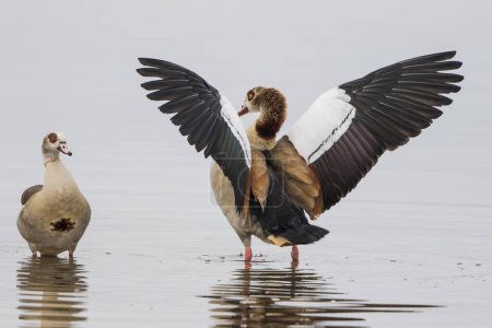 Oies égyptiennes (Alopochen aegyptiacus), paire d'animaux, mâle en position imponi avec ailes écartées, Texel, Hollande-Septentrionale, Pays-Bas