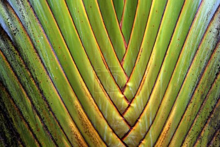 Tree trunk, Travellers palm (Ravenala madagascariensis), detail view, La Fortune, province Alajuela, Costa Rica, Central America