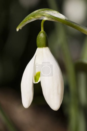 Caída de nieve (Galanthus), flor, Renania del Norte-Westfalia, Alemania, Europa