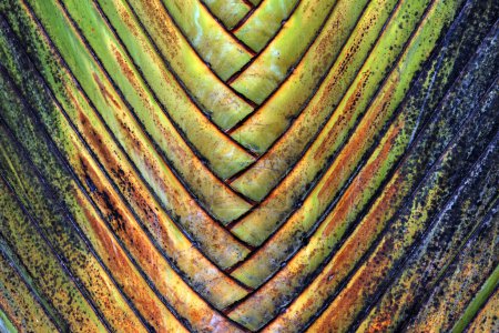 Baumstamm, Reisepalme (Ravenala madagascariensis), Detailansicht, La Fortune, Provinz Alajuela, Costa Rica, Mittelamerika