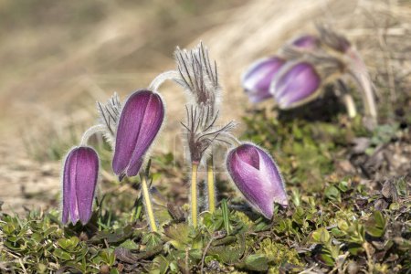 Flor pascual (Pulsatilla vulgaris), flores, Parque Nacional Hohe Tauern, Carintia, Austria, Europa