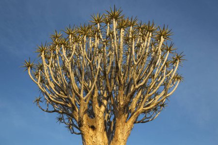 Quiver tree (Aloe dichotoma) near Keetmanshoop, Namibia, Africa