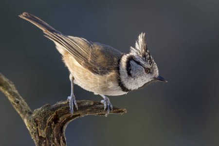Crested tit (Parus cristatus), sits on a dead branch, Tyrol, Austria, Europe