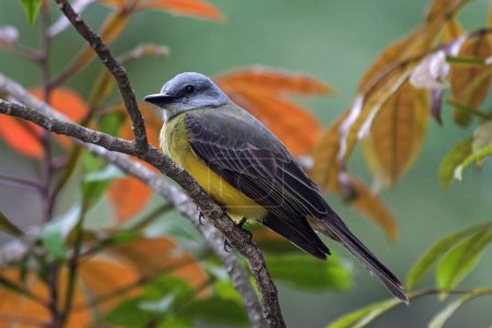 Yellow wagtail (Motacilla flava) sits on branch, province Alajuela, Costa Rica, Central America