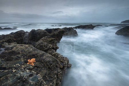 Riffseesterne (Stichaster australis) an felsigen Küsten, Felsen im Meer, Greymouth, Westküstenregion, Südinsel, Neuseeland, Ozeanien