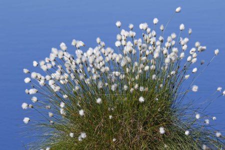 Flowering hares-tail cottongrass (Eriophorum vaginatum), infructescences, Bult on peat soil in moor, Himmelmoor, Schleswig-Holstein, Germany, Europe