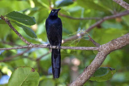 Great-tailed grackle (Quiscalus mexicanus), male, sitting on a branch, Manuel Antonio National Park, Puntarenas Province, Costa Rica, Central America