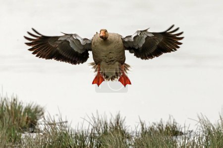 Greylag goose (Anser anser) flying, Germany, Europe