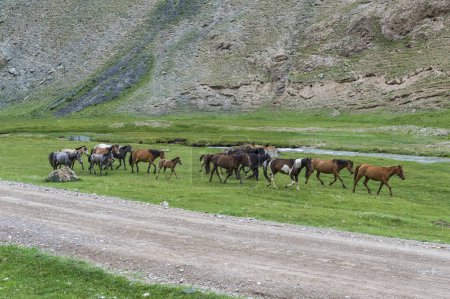 Horses running free along a mountain river, Naryn Province, Kyrgyzstan, Asia