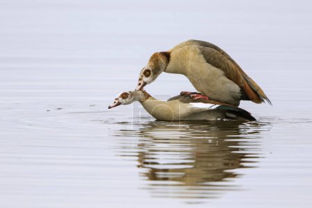 Ägyptische Gänse (Alopochen aegyptiacus), Paarung im Wasser, Texel, Nordholland, Niederlande