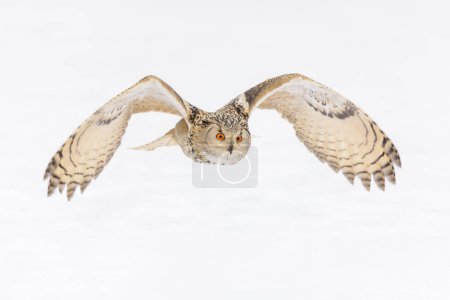 Siberian Eagle Owl (Bubo bubo sibiricus), adult female flying over snow, captive, Bohemia, Czech Republic, Europe