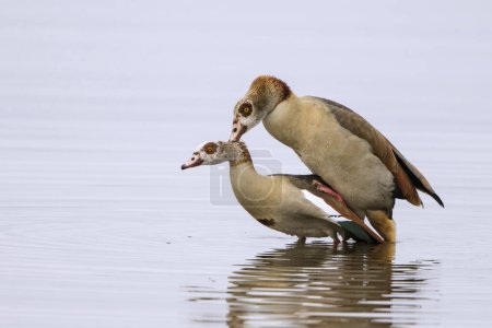 Ägyptische Gänse (Alopochen aegyptiacus), Paarung im Wasser, Texel, Nordholland, Niederlande