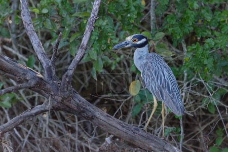 Yellow-crowned night heron (Nyctanassa violacea), standing on trunk, Belize district, Belize, Central America