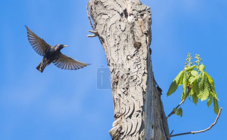 European Starling (Sturnus vulgaris) approaching the nesting cave in the tree, Germany, Europe