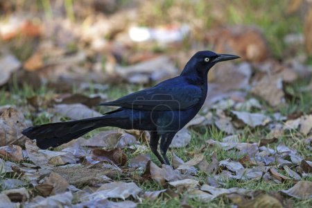 Great-tailed grackle (Quiscalus mexicanus), male, standing in the grass between foliage, Manuel Antonio National Park, Puntarenas Province, Costa Rica, Central America