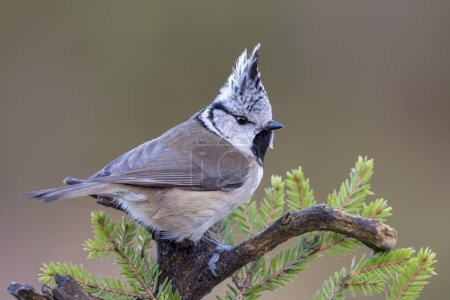 Crested tit (Parus cristatus), sits on branch, Tyrol, Austria, Europe