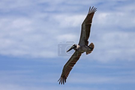 Brown Pelican (Pelecanus occidentalis) in flight, Playa Samara, Samara, Peninsula Nicoya, Province Guanacaste, Costa Rica, Central America