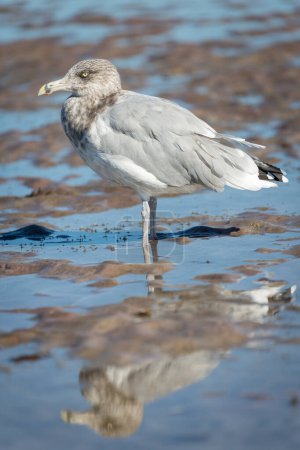 American Herring Gull (Larus smithsonianus) stands in mudflat, Atlantic Coast, Cape Cod, Massachusetts, USA, North America