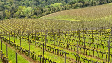 Weinberge im Frühling, in der Nähe von Brolio, Chianti, Toskana, Italien, Europa